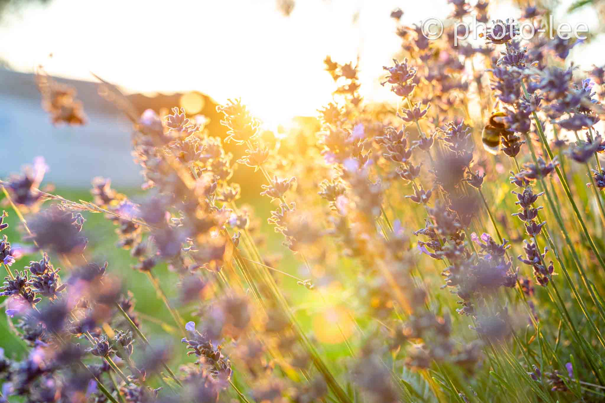 Eine Hummel schlängelt sich durch einen Lavendelbusch bei Sonnenuntergang